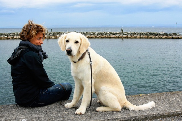 therapy dogs